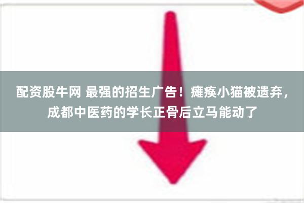 配资股牛网 最强的招生广告！瘫痪小猫被遗弃，成都中医药的学长正骨后立马能动了